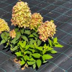 Hortenzia metlinatá (Hydrangea paniculata) ´MAGICAL LIME SPARKLE´® - výška 40-50 cm, kont. C2L